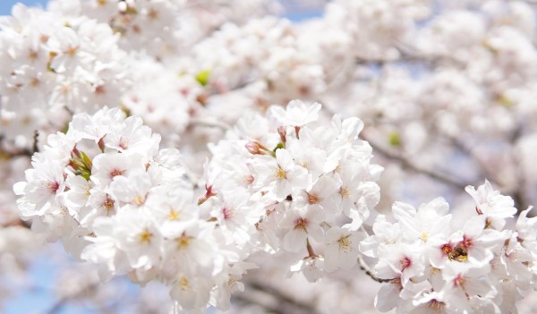 Медитация-расслабление "Белый город"