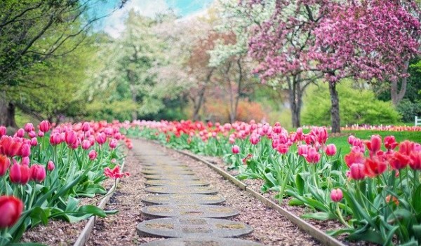 Медитация "Сад души моей и внутренняя улыбка"